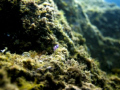  Flavelina  